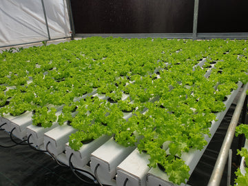 6 Reasons why hydroponics is healthier rather than soil