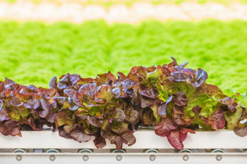 Benefits of Lollo Rosso Lettuce