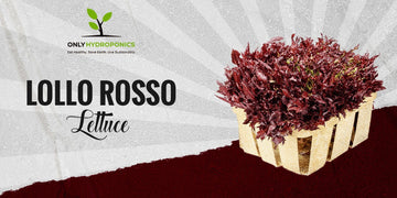 Lollo Rosso Lettuce