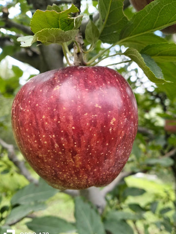 Freshly harvested Shimla Apple (Medium pcs) - 1 Kg