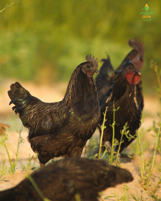 Premium Kadaknath Desi Organic Eggs (1 Box = 6 Eggs)