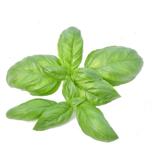 Hydroponic Basil Italian