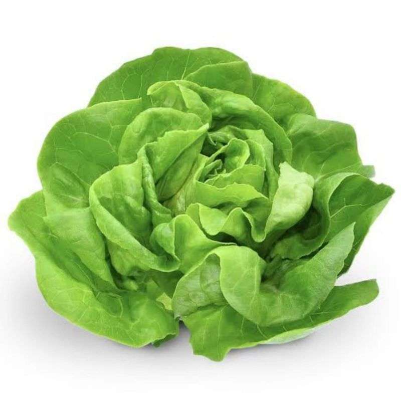 Hydroponic Lettuce Butterhead