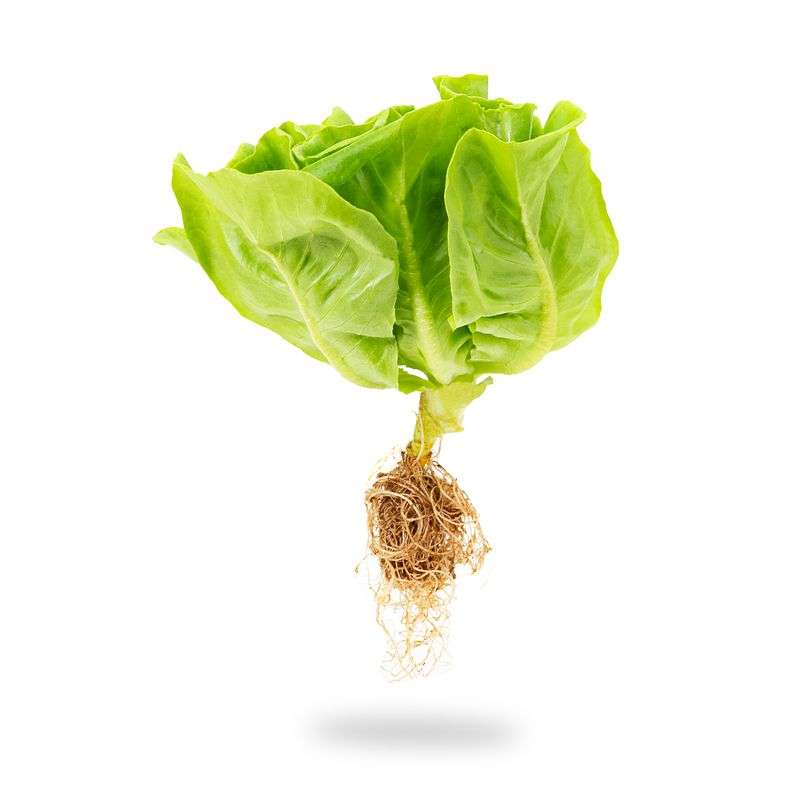 Lettuce Butterhead