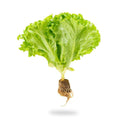 Hydroponic Lettuce Locarno