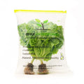 Hydroponic Lettuce Locarno