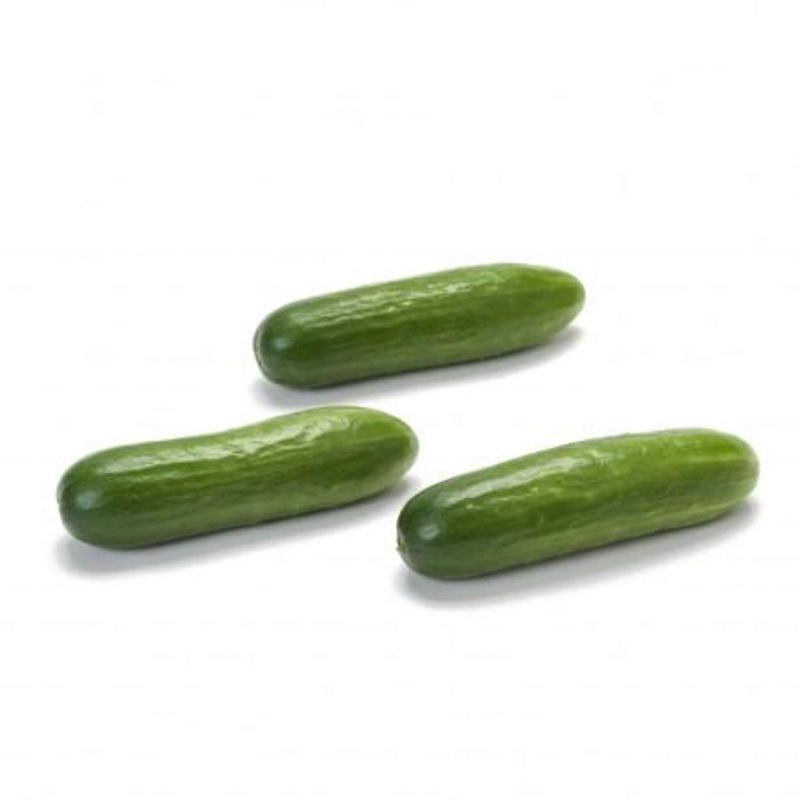 Snacking seedless Cucumber