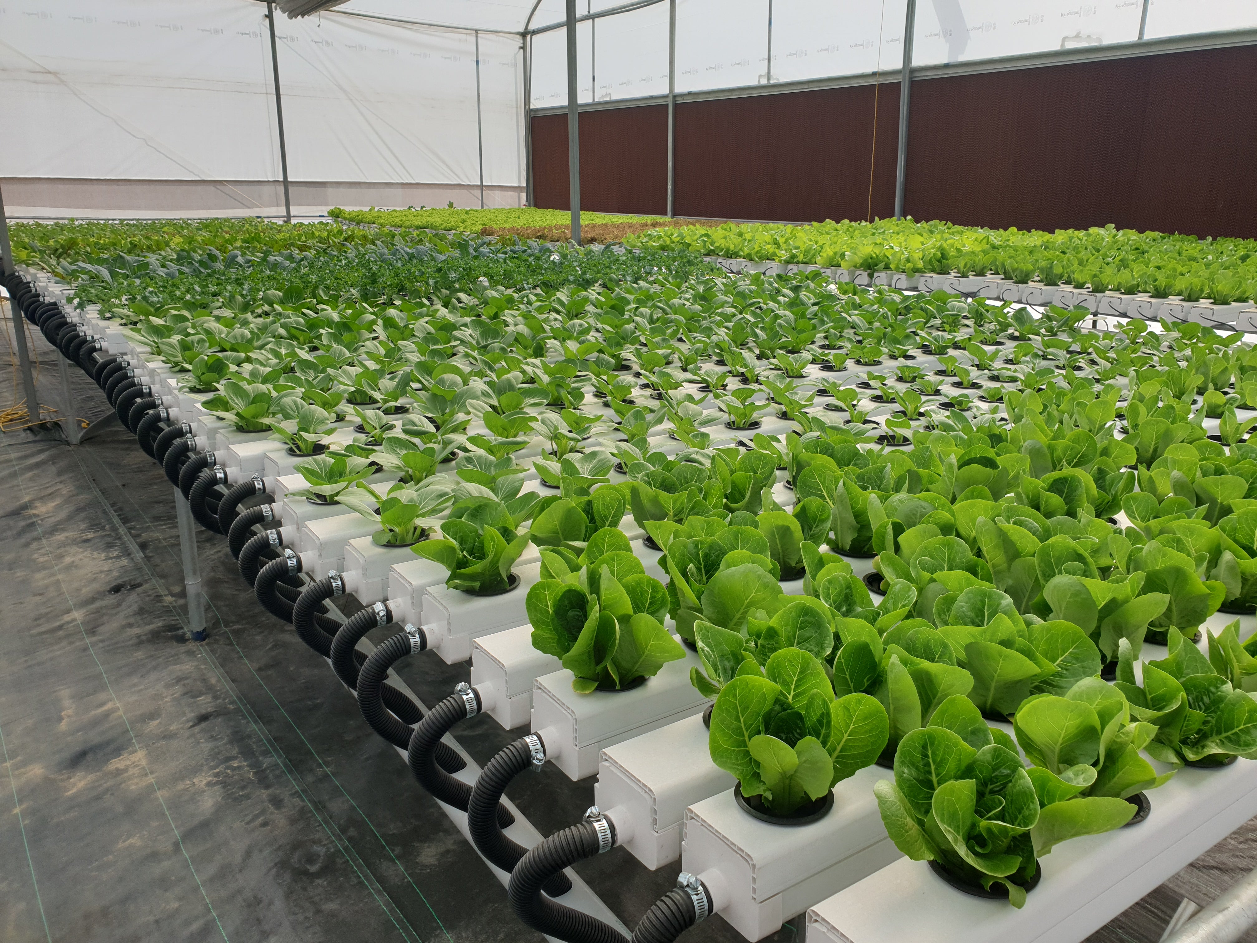 What is Hydroponics?