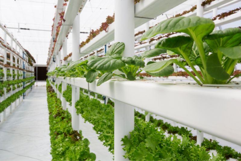 Hydroponic Vegetables Online Store – Onlyhydroponics