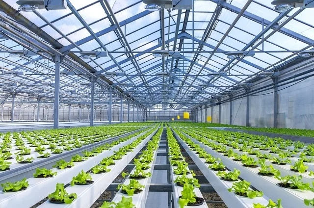 Hydroponic Farming: Advantages and Disadvantages of the process