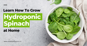 Learn How To Grow Hydroponic Spinach At Home