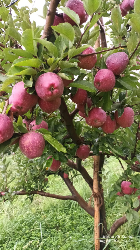 Freshly harvested Shimla Apple (Medium pcs) - 1 Kg