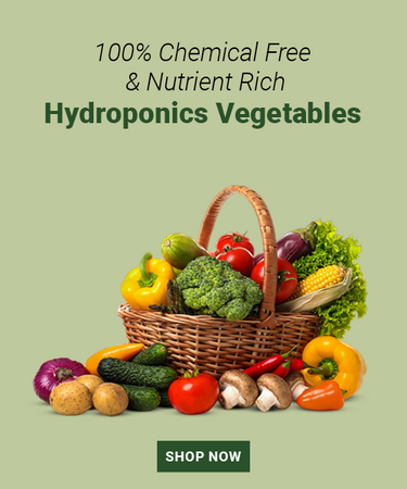 Hydroponic Vegetables Online Store