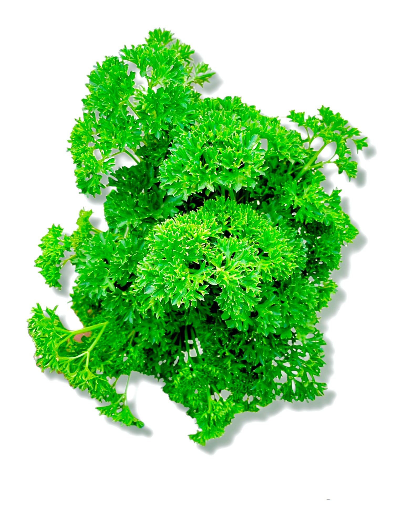 Hydroponic Parsley (Packed with vitamins A, K, and C)
