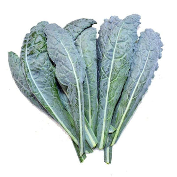 Hydroponic kale - Lacinato