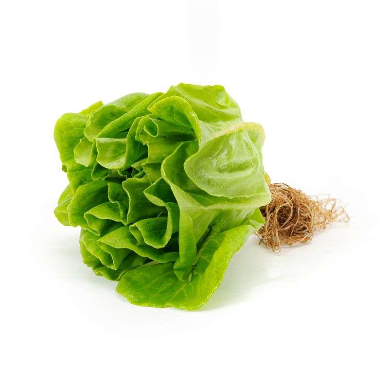 Hydroponics Lettuce Butterhead- Organically Grown (high in iron and vitamins A & K) - Live Plant