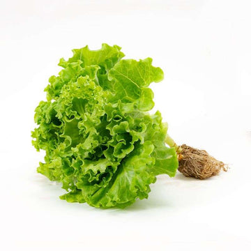 Hydroponic Lettuce Locarno