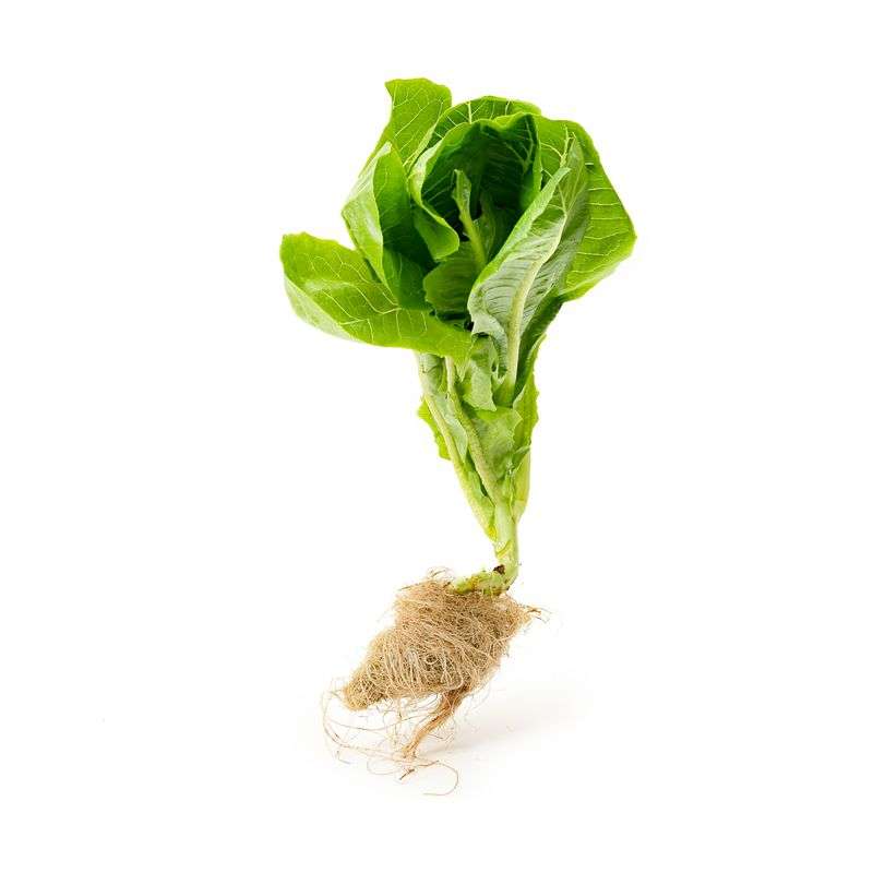 Lettuce Romaine (high in folate, potassium, antioxidants, and vitamins A & K) - Live plant