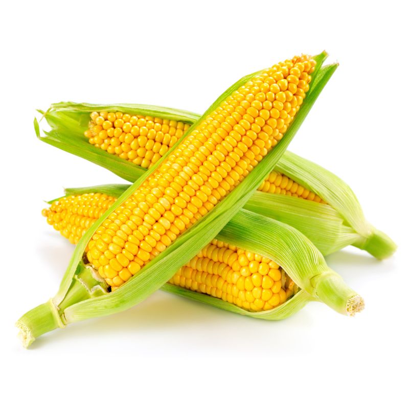 Sweet Corn (Bhutta / Makka) - Organically Grown, 500g