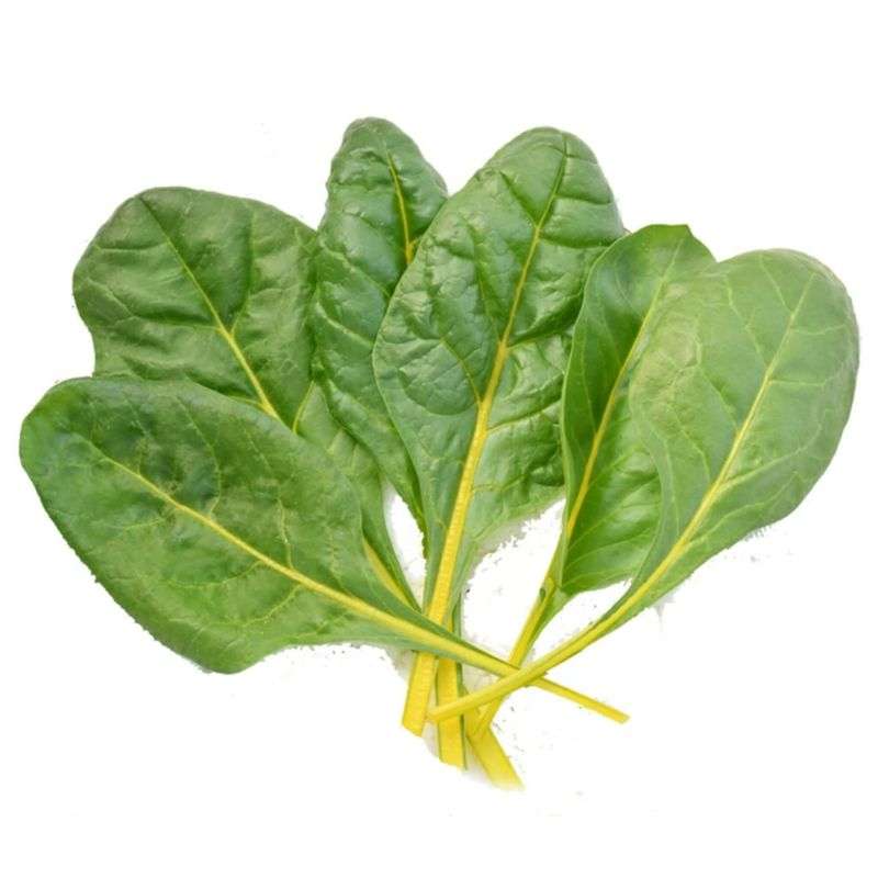 Hydroponic Swiss Chard- Organically Grown (THE nutritional powerhouse)