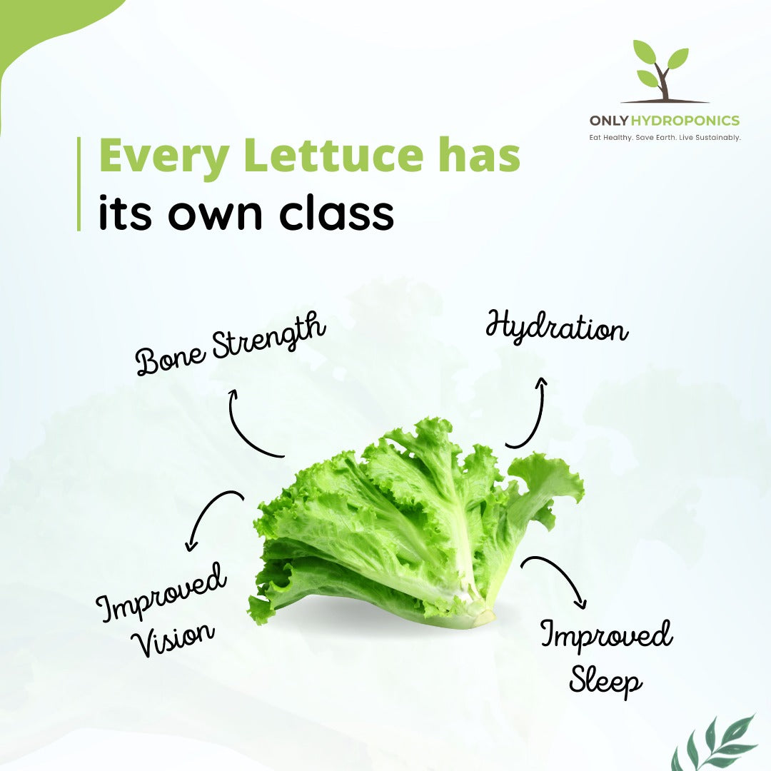 Hydroponic Lettuce Locarno- Organically Grown (high in folate, manganese, and vitamins A and K) - Live Plant
