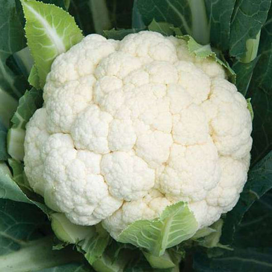 Cauliflower (Gobhi) - Organically Grown, 500g